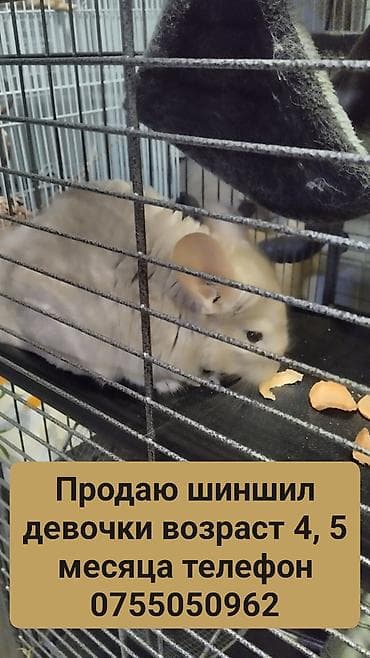 купить нутрию: Шиншиллы девочки, возраст 4,5 месяца. - Окрас светлый, густой мех. - — 1