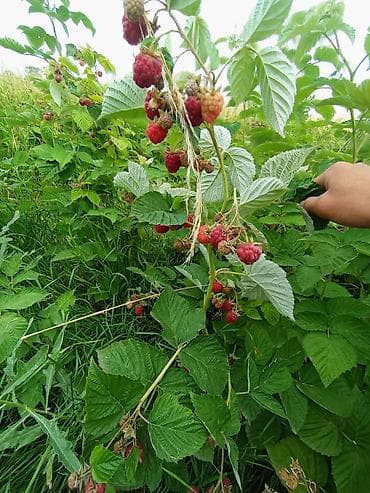 малина поля: Малина садовая (летний сорт) - Крупные ярко‑красные ягоды на мощных — 2