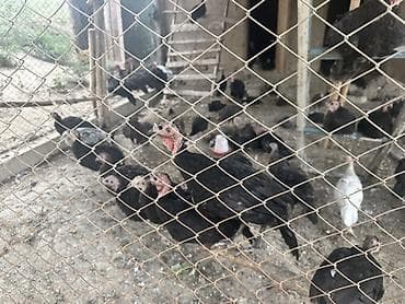 Продаю | Индюшка (самка), Индюк (самец), Индюшата | Черный принц, Северокавказская | Для разведения at lalafo.kg Продаю | Индюшка (самка), Индюк (самец), Индюшата | Черный принц, Северокавказская | Для разведения