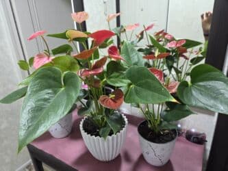 растения для аквариума: Продаю домашние цветы: эухарис, антуриум, спатифиллюм женское счастье — 28