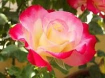 семена клевера в бишкеке: Көчөттөр гүлдүн: Розалар, Өзү алып кетүү, Акылуу жеткирүү — 8