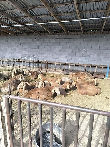 арашанские матки: Продаю | Ягненок | Арашан | Для разведения | Племенные — 9