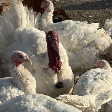 продажа домашних животных: Продаю | Индюшка (самка), Индюк (самец) | Северокавказская | На забой | Племенные — 10