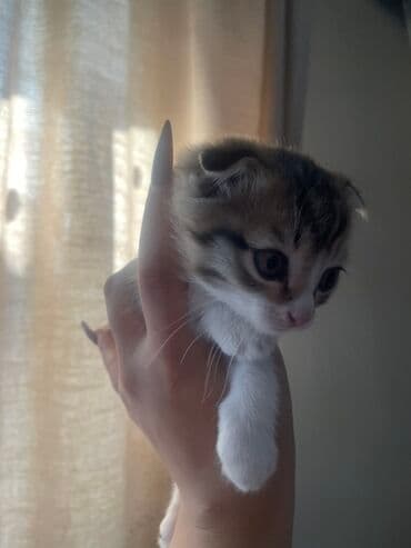 купить кошку бишкек: 2 месяца, Мальчик, Приучена к лотку — 2