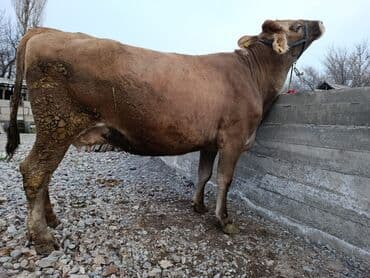 Собаки: Продаю | Корова (самка) | Швицкая | Для молока | Стельные — 3