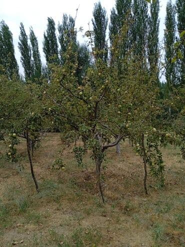 карагат фото: Алмалар — 4