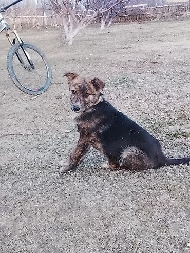 куплю собаку лабрадор: Собака средних размеров, молодая. Окрас тигровый/черепаховый с темной — 1