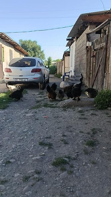 корма для несушек: Продаю | Куры | Домашняя | Несушки — 2