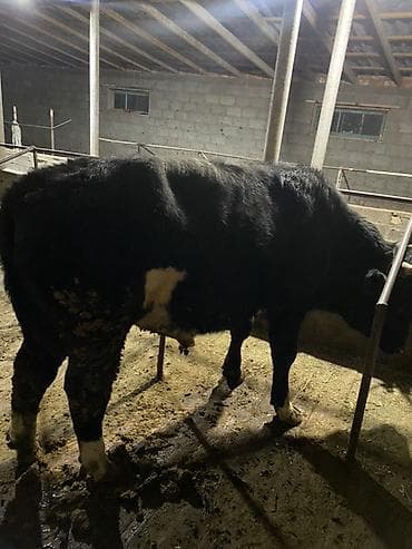 С/х животные и товары: Продаю | Бык (самец) | На откорм — 1