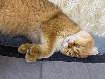 Кошки: Шотландская вислоухая кошка (скоттиш‑фолд), окрас: золотой — 2