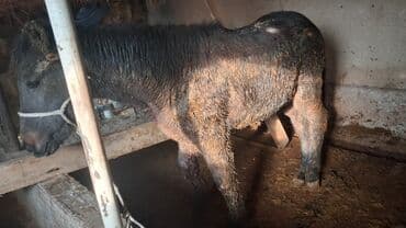 бодоно птица: Продаю | Конь (самец) | Для разведения, Конный спорт | Племенные — 5