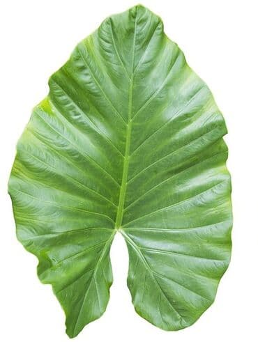 искусственный цветок в горшке большой: Цветок декоративный, искусственный, большой (Элефант), высота — 2