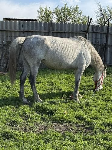 домашние собаки: Продаю | Кобыла (самка) | Для молока, Рабочий | Мерин, Осеменитель, Племенные — 6