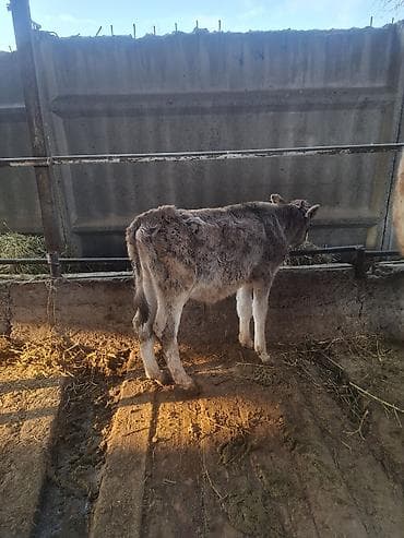 якутские: Продаю | Музоо, торпок | Швицкая | На откорм — 1