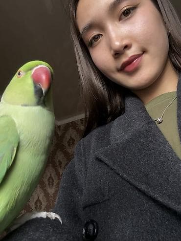 объявления о пропаже собаки: Бишкек! 🚨 ПРОПАЛ ПОПУГАЙ улетел домашний ожереловый попугай. Ручной — 2