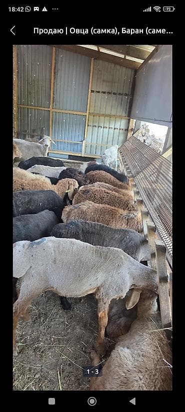 баранины: Продаю | Овца (самка) | Для разведения | Матка — 3
