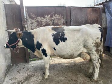 певчие птицы: Продаю | Корова (самка) | Для молока | Привязанные — 8