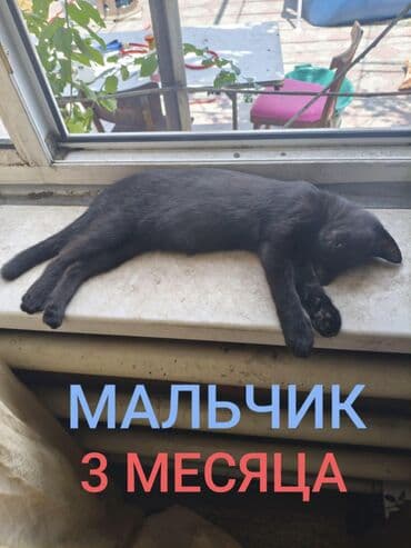 сколько стоит кошка породы мейн кун: Мейн-кун, 3 месяца, Девочка, Черепаховый — 2