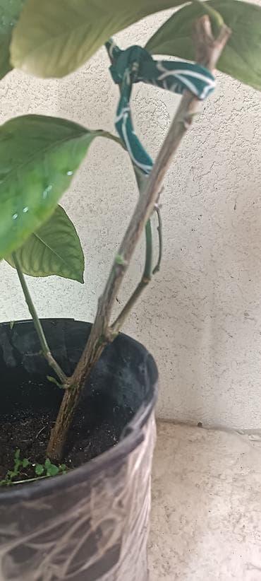 стоимость лимона: Продаю два вида лимона, укорененные черенки, Павловский (в черном — 2