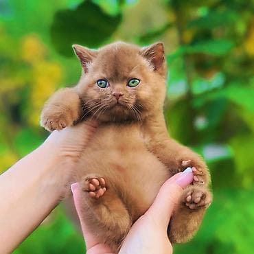 Британская короткошёрстная, 2 месяца, Мальчик, Голубой at lalafo.kg Британская короткошёрстная, 2 месяца, Мальчик, Голубой