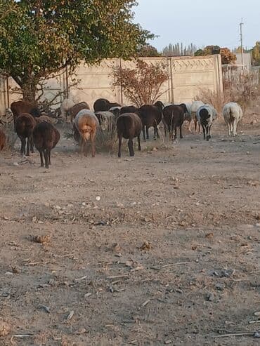 кошка домик: Продаю | Овца (самка) | Полукровка | Для разведения | Матка — 2