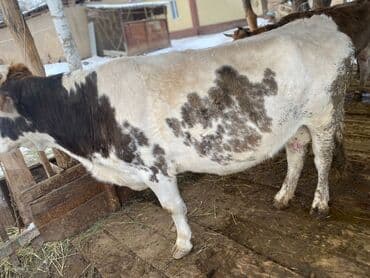 каровы для молока: Продаю | Корова (самка) | На забой — 8
