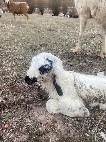 рабочий ат: Продаю | Ягненок | Для разведения — 1
