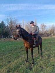 Шкафы для трансформатора: Продаю | Жеребец | Английская | Конный спорт — 13