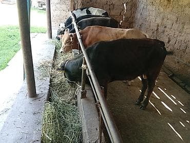 купить карова: Продаю | Бык (самец) | Швицкая | На откорм — 2