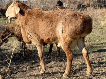 в связи с переездом отдам попугая жако в добрые руки: Продаю | Баран (самец) | Для разведения — 5