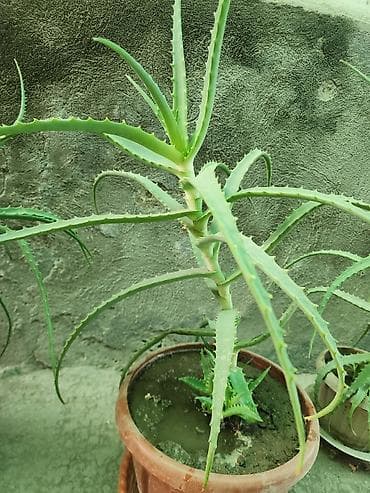Алоэ: Алоэ вера (Aloe vera) лекарственное суккулентное растение. (7лет) — 2