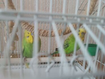 вольеры для щенков: Просторная клетка для птиц, выполненная из светлого металла с белым — 4