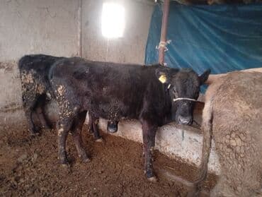 Линолеум: Продаю | Бык (самец) | На откорм | Привязанные — 8