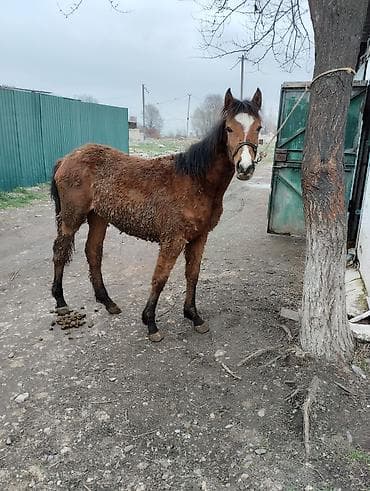 ящик бишкек: Сатам | Тай | Көбөйтүү үчүн | Асыл тукумдуу — 2