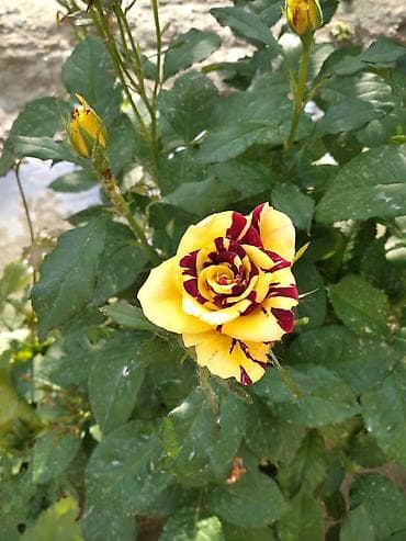 комнатные сушилки для белья: Рассада деревьев: Туи — 9