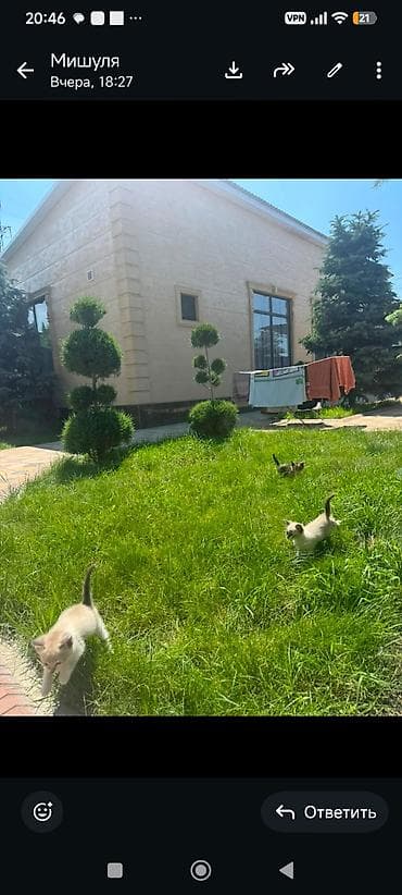 Животные: Кошка даром: Беспородная, 2 месяца, Девочка — 3