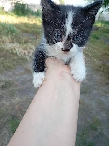 где можно взять собаку бесплатно: Кошка даром: Беспородная, 2 месяца, Девочка, Приучена к лотку — 3