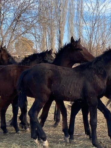 в связи с переездом отдам попугая жако в добрые руки: Продаю | Жеребец | Для разведения — 3