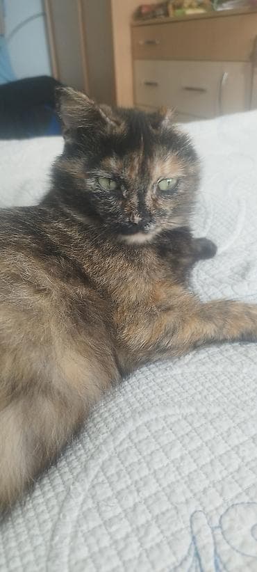 Үй жаныбарлары үчүн товарлар: Мышык бекер берилет: Породасыз, 2 жаш, Ургаачы, Курттардан тазаланган — 6