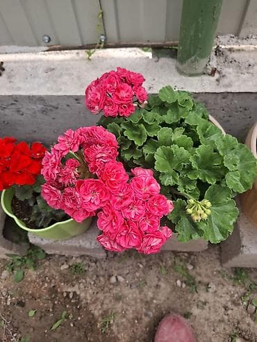 рыба жывая: Пеларгония (герань) в горшке — пышноцветущие сорта с крупными — 8
