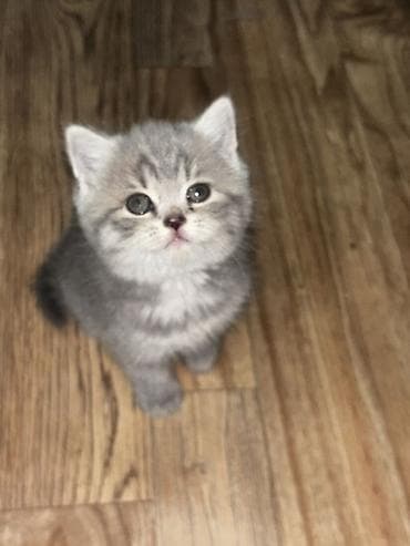 Животные: Породистые котята серого окраса Описание: - Милые котята с — 1