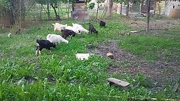 продам индюшат: Продаю | Коза (самка), Козёл (самец), Козлёнок | Полукровка, Зааненская | На забой, Для разведения, Для молока | Племенные, Осеменитель — 8