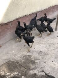 Собаки: Продаю | Петух | Дакан | Для боев — 5