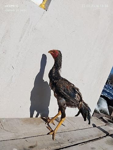 Продаю | Петух | Бойцовая | Для разведения