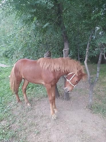 аванта кошка: Продаю | Жеребенок — 1