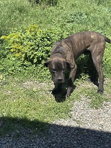 собаки пидбуль: Продается собака кане корсо, тигровый окрас (темно-коричневый с — 2