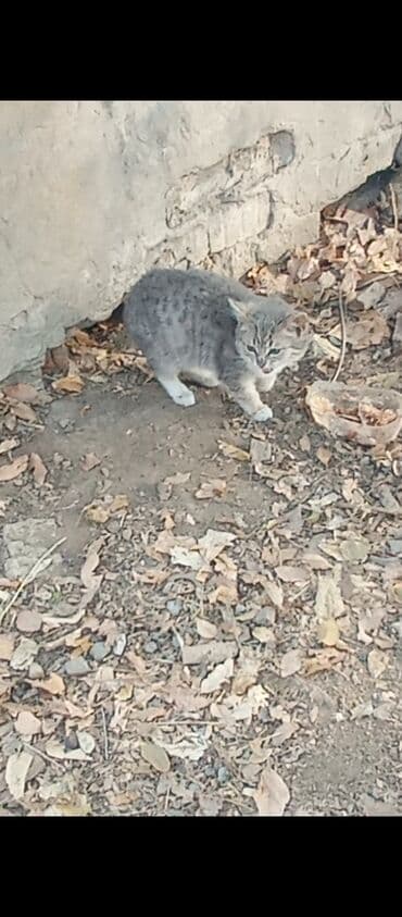 влажный корм для кошек: Кошка даром: Беспородная, Мальчик — 4