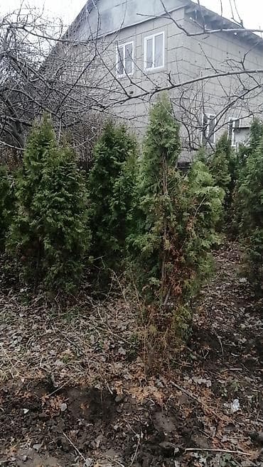 Бакча эмереги: Көчөттөр дарактардын: Кызыл карагайлар — 4