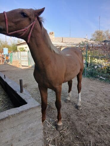 ит доберман: Продаю | Жеребец | Дончак | Рабочий — 2