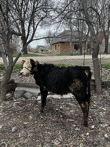 Аквариумдар: Сатам | Бука (эркек) | Ангус | Көбөйтүү үчүн — 4